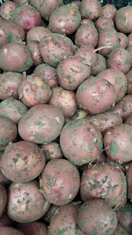 Bildstar aardappels Bildstar aardappels "Nieuwe oogst" 1kg