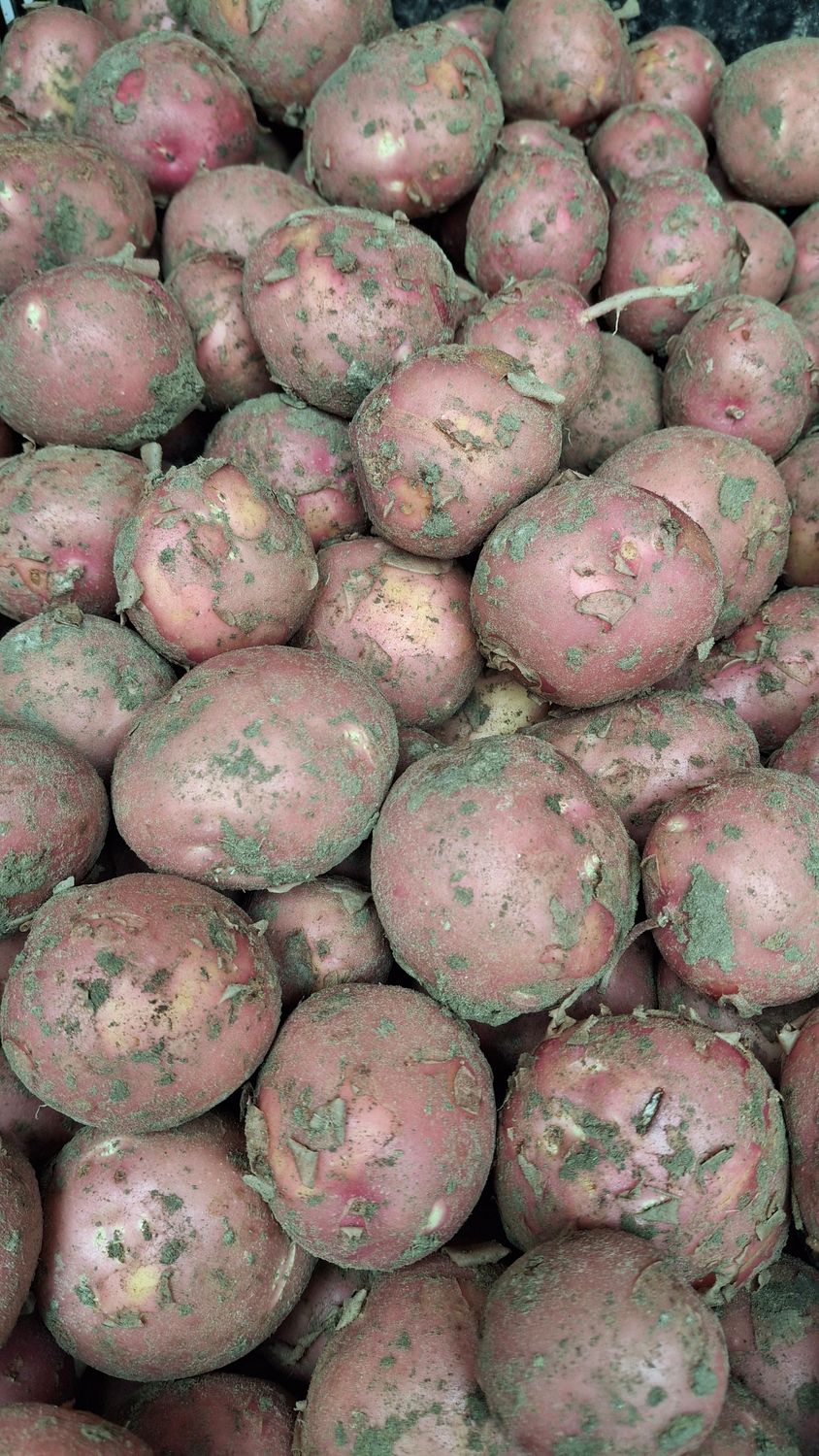 Bildstar aardappels "Nieuwe oogst" 1kg