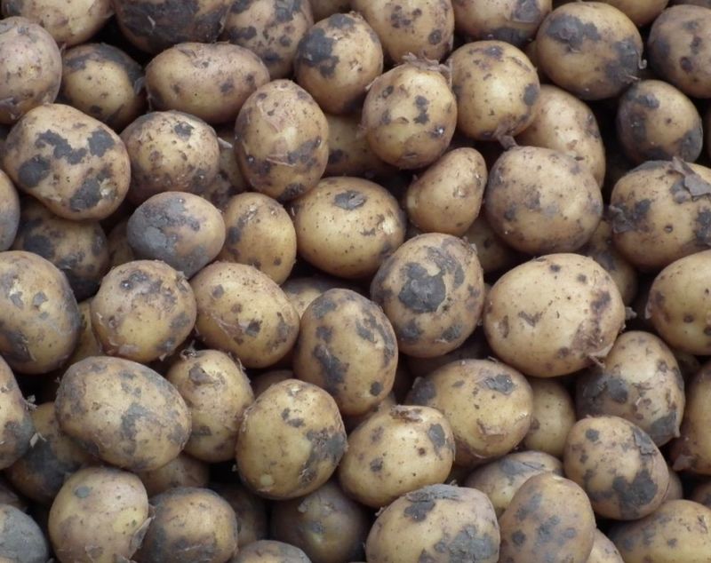 Frieslander kriel 1kg