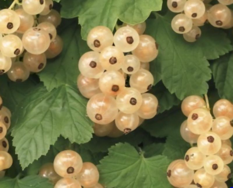 Witte bessen 125 gr