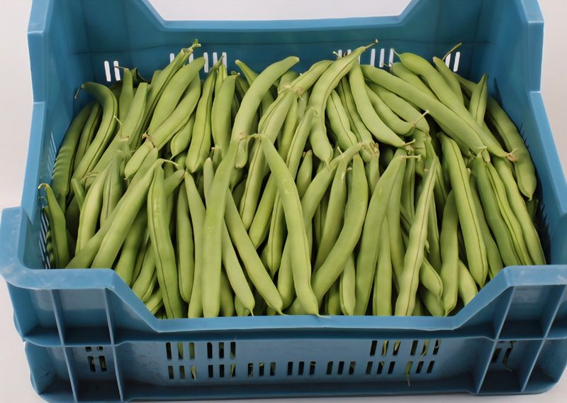 Hollandse Kas bonen 500gr