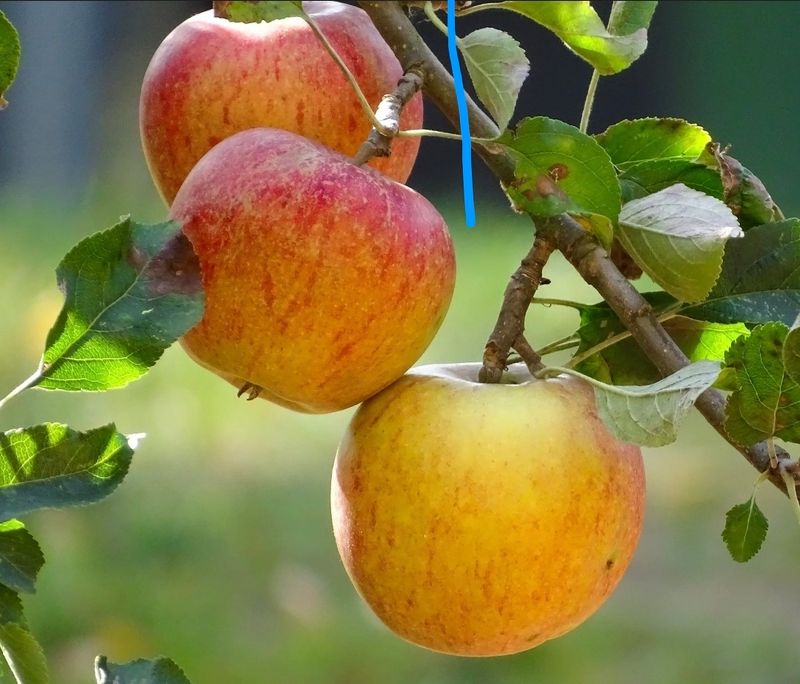 Cox Orange Appels 1kg