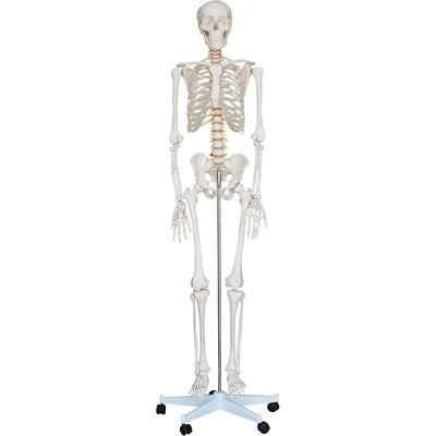 Skeleton and Skull Models