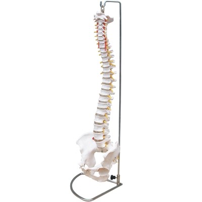 Vertebrae and Components