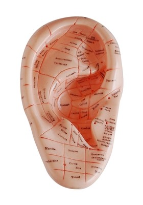 Acupuncture Models
