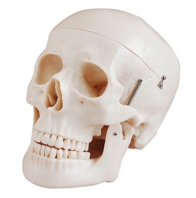 Skull Models