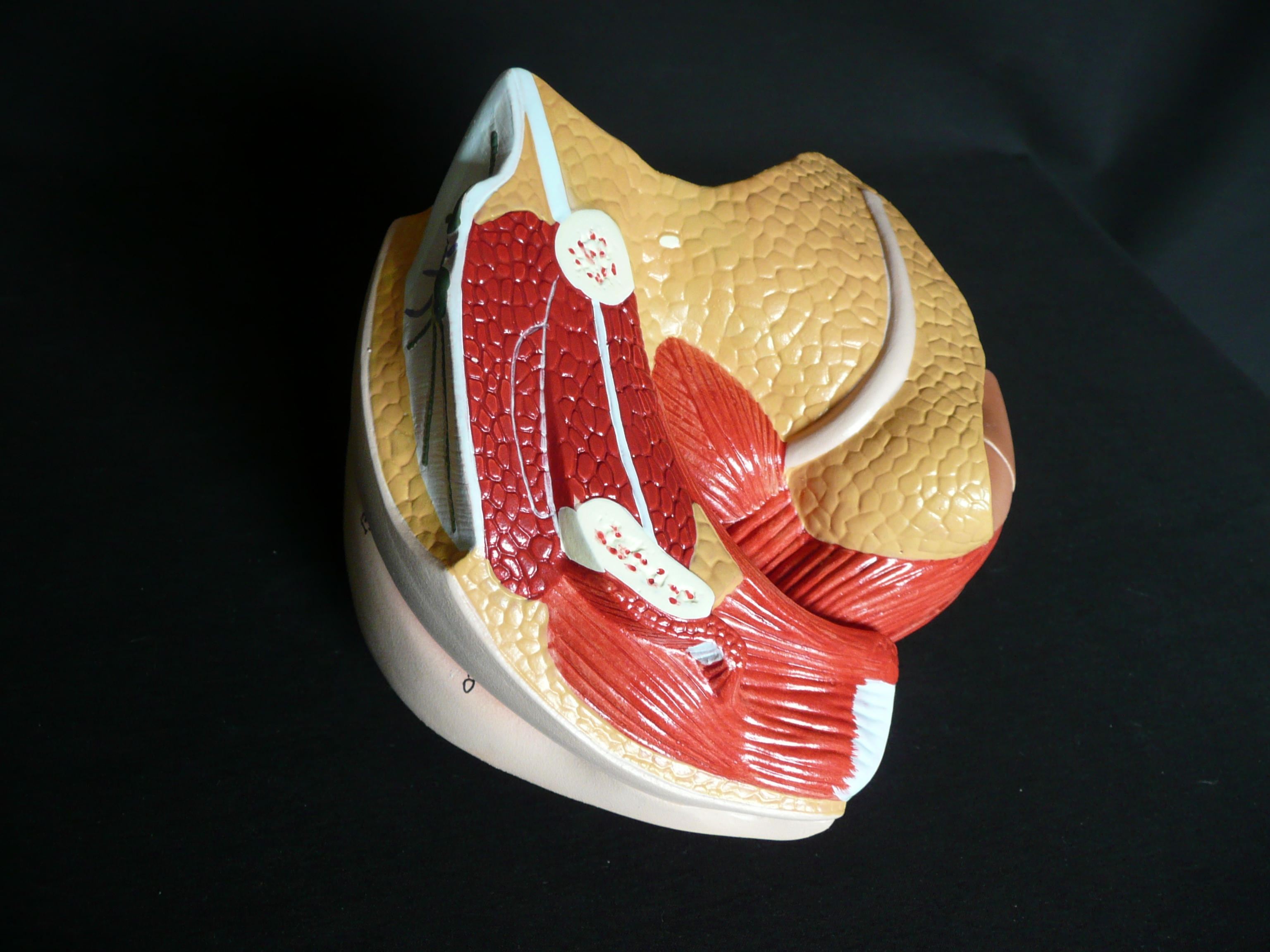 Anatomical Human Female Genital System Model Female Anatomy