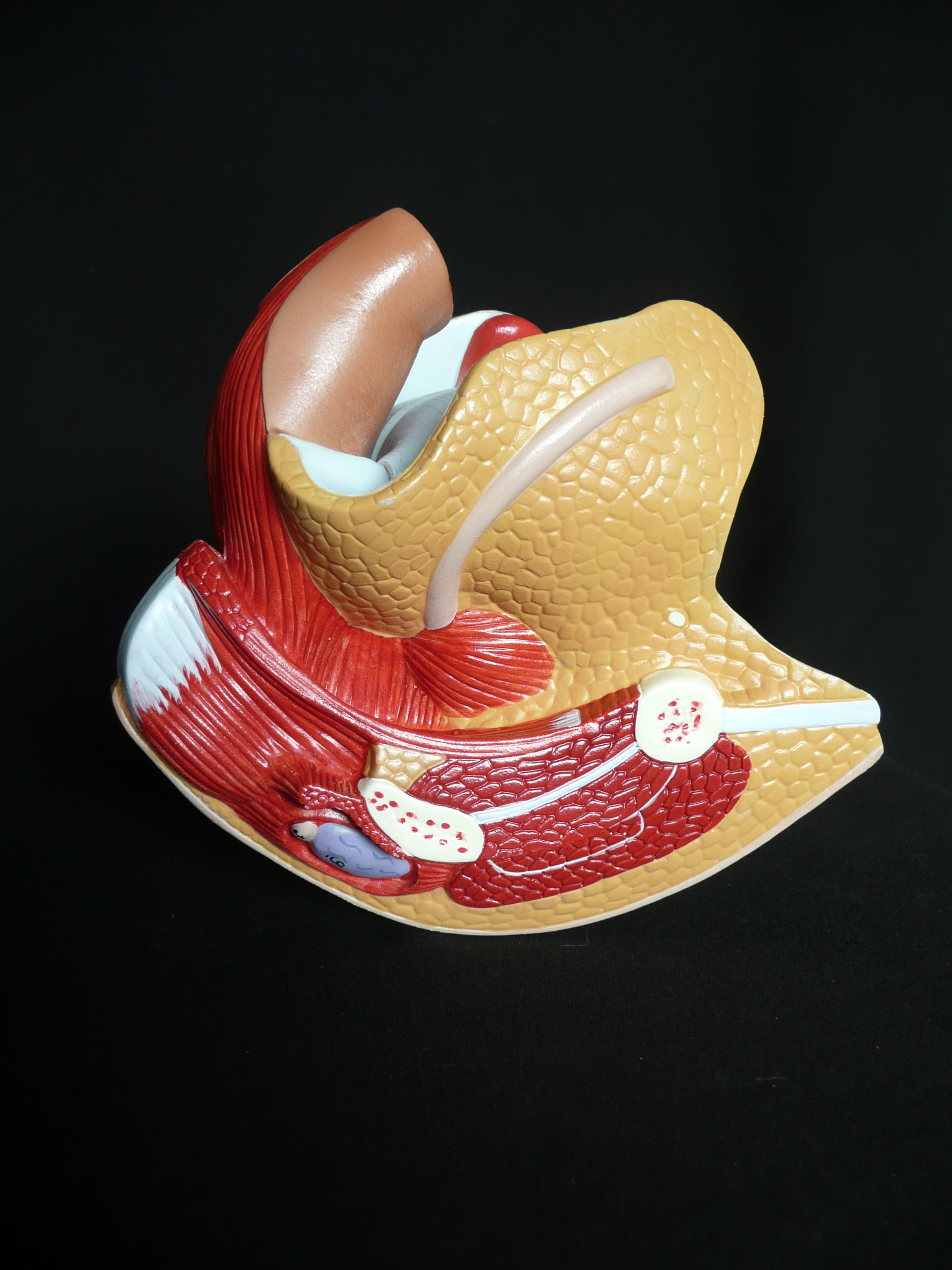 Anatomical Human Female Genital System Model Female Anatomy