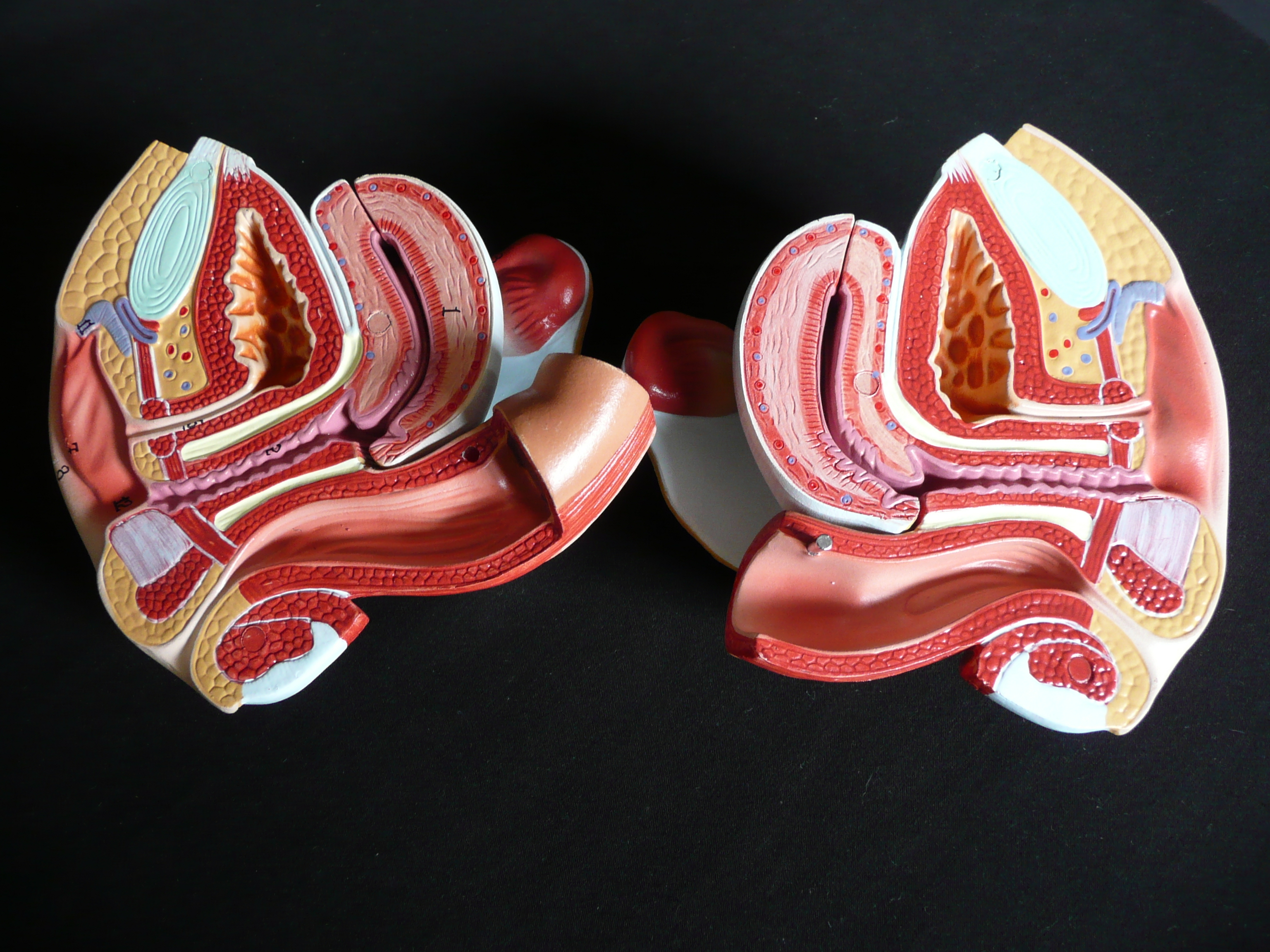 Anatomical Human Female Genital System Model Female Anatomy