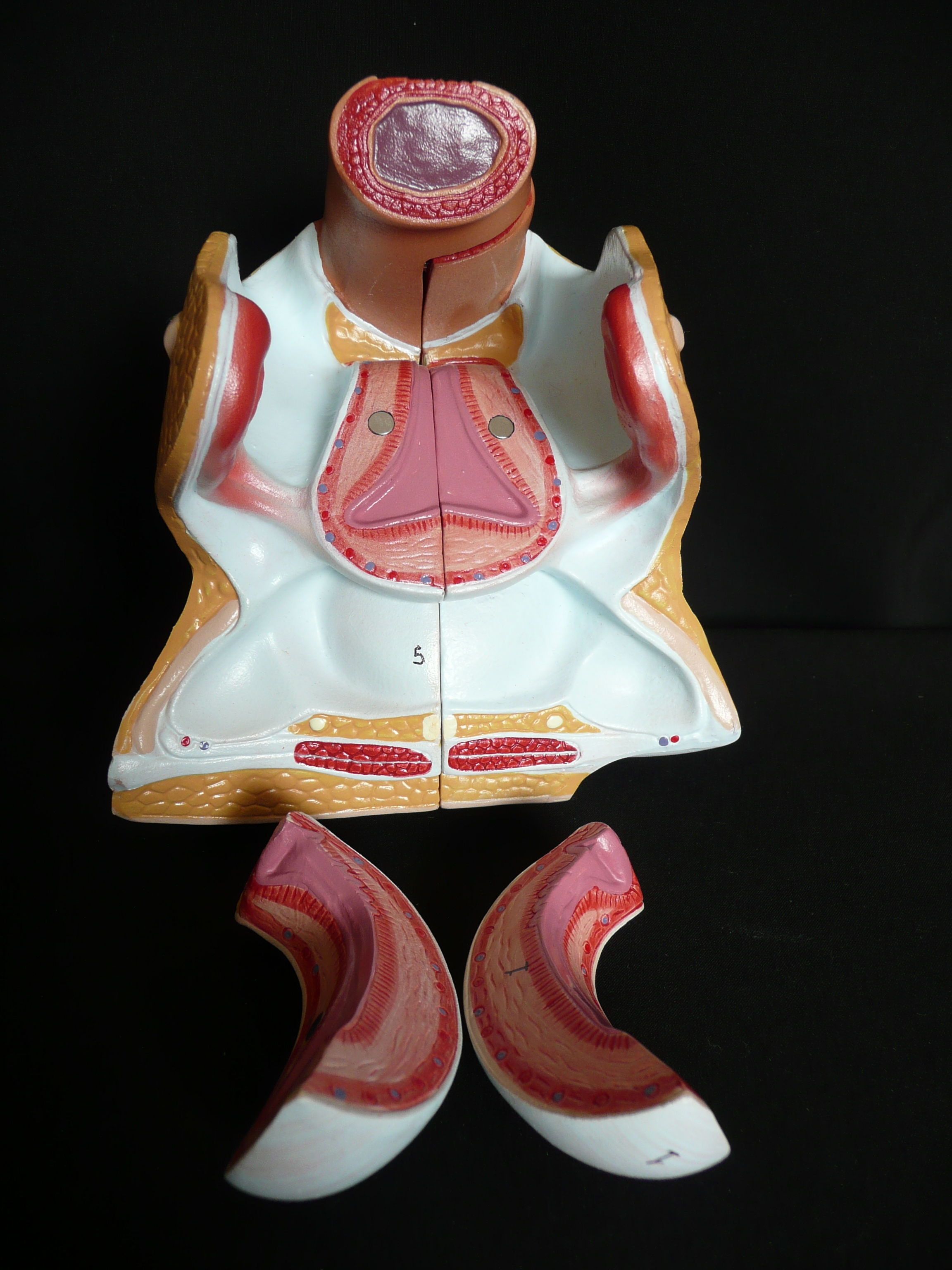 Anatomical Human Female Genital System Model Female Anatomy