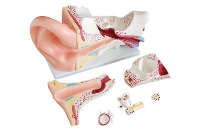 Ear Models