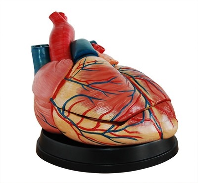 Heart and Lung Models