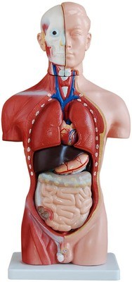 Organs