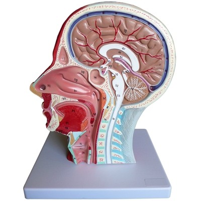 Head and Throat Anatomy