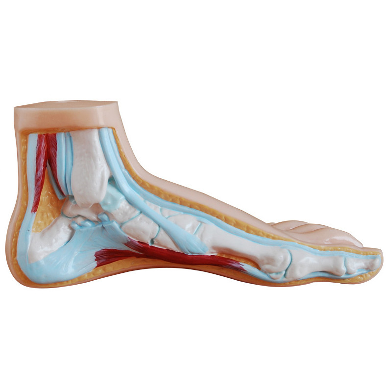 Anatomical Human Normal, Flat and Arched Feet Model