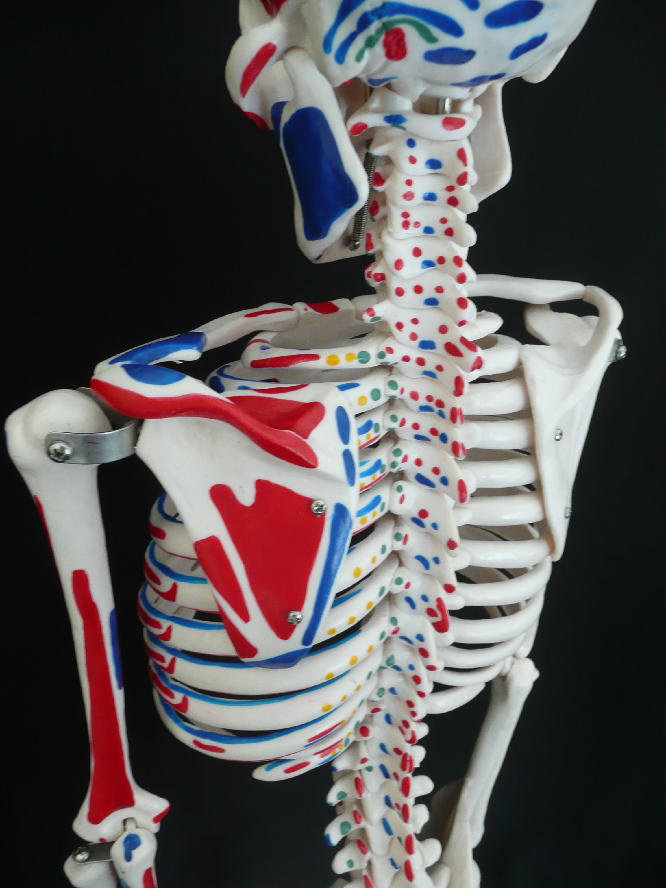 85cm Tall Human Anatomical Skeleton with Muscle Insertion & Origin