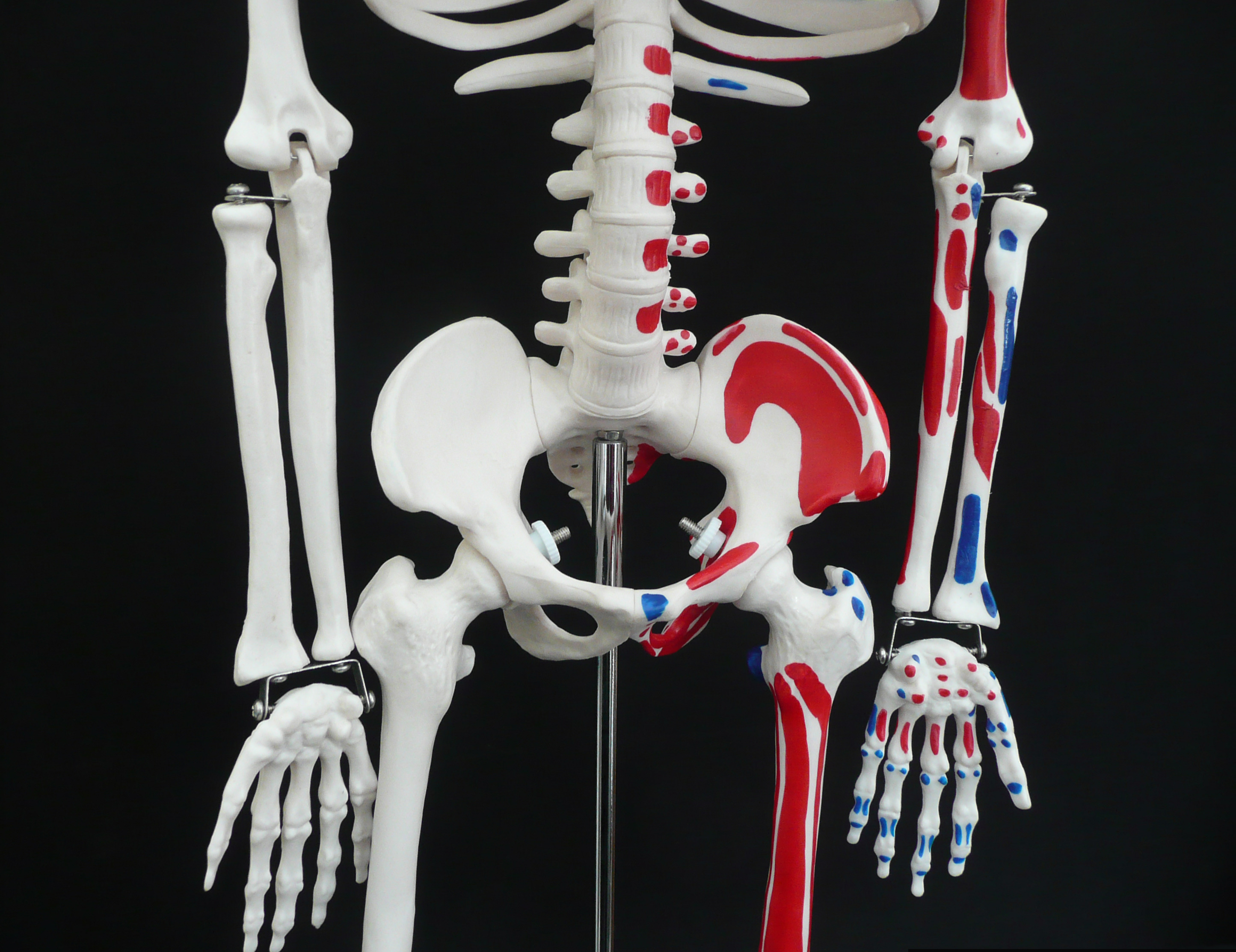 85cm Tall Human Anatomical Skeleton with Muscle Insertion & Origin