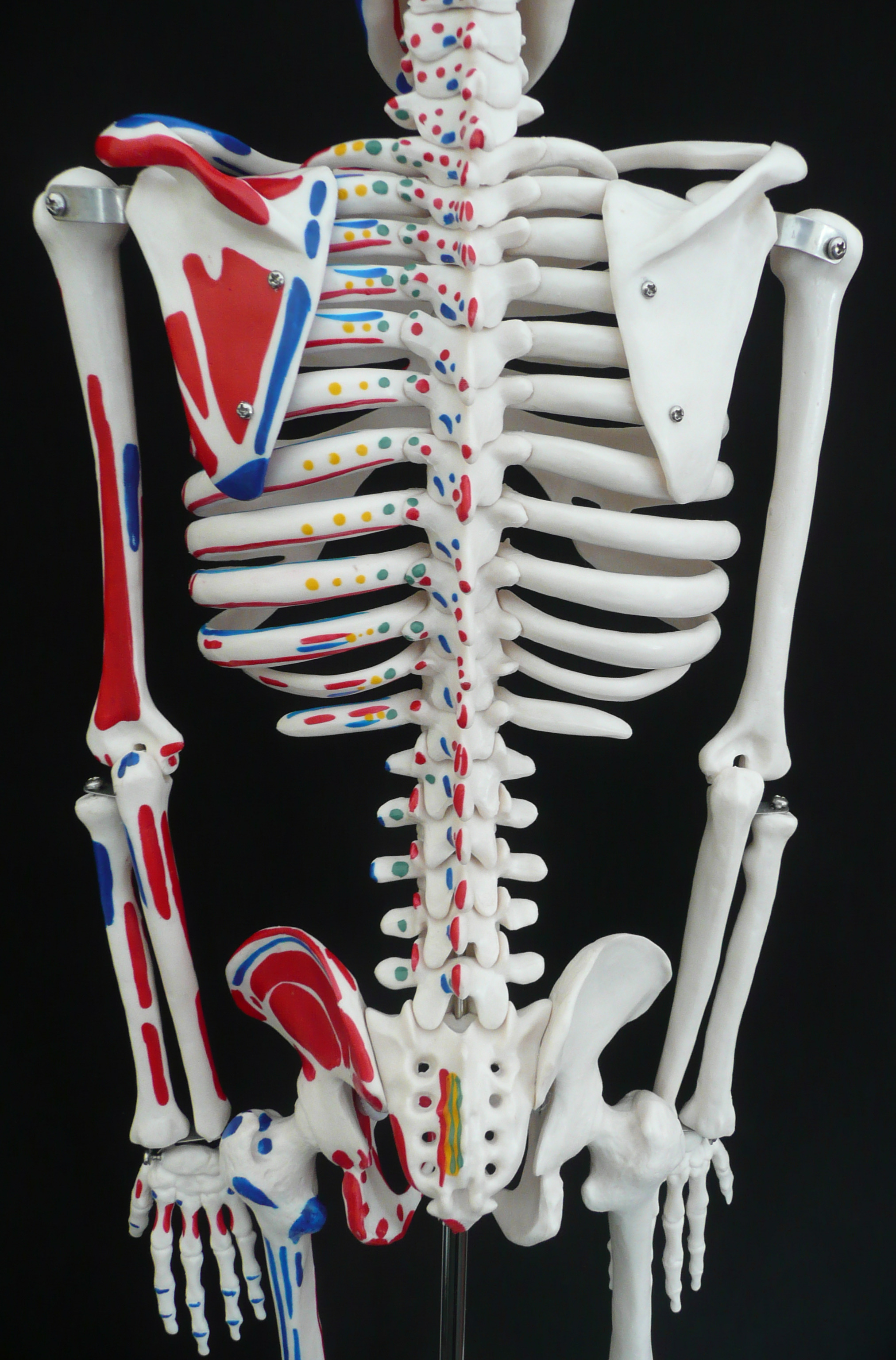85cm Tall Human Anatomical Skeleton with Muscle Insertion & Origin