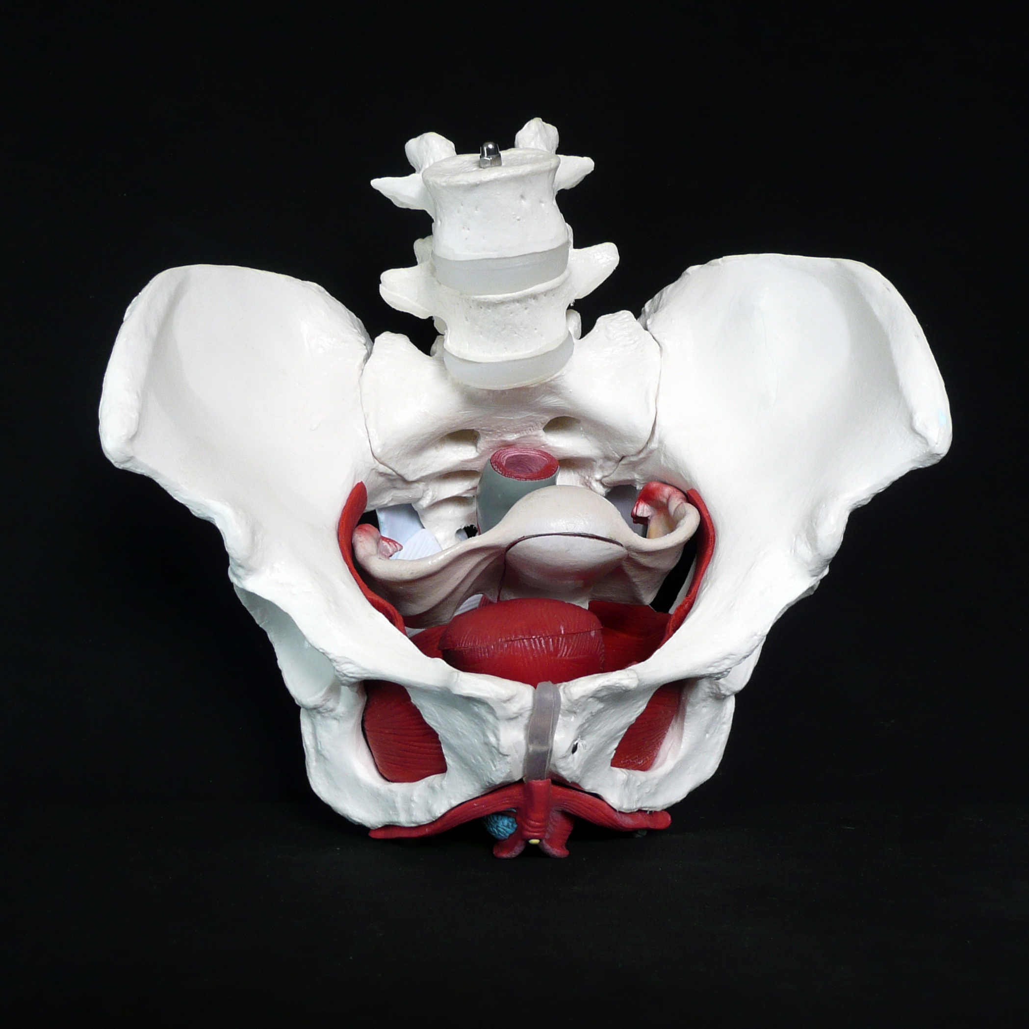 Life-Size Anatomical Human Female Pelvis with Removable Organs Model
