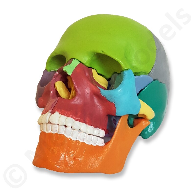 Miniature Anatomical Human Didactic Skull Model