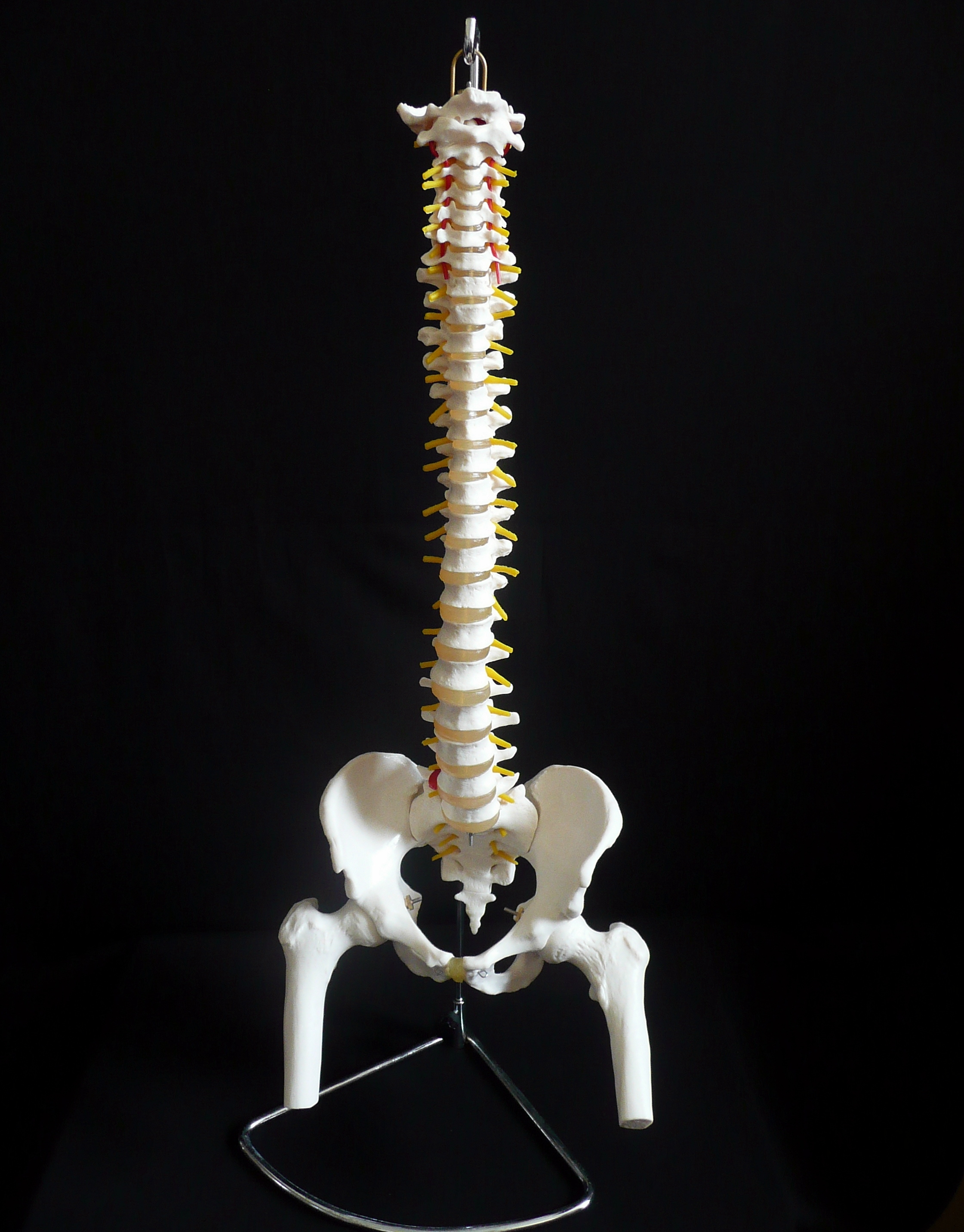 LifeSize Anatomical Human Vertebral Column with Pelvis and Femur Heads