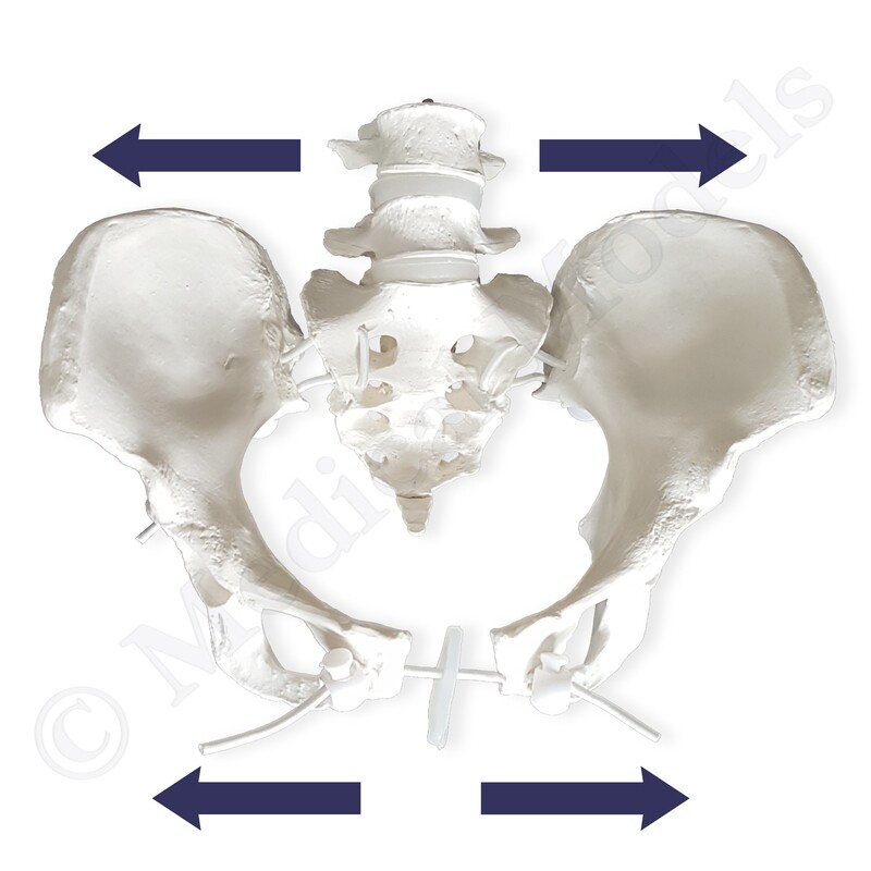 Expandable Female Pelvis Model for Child Birth Demonstration
