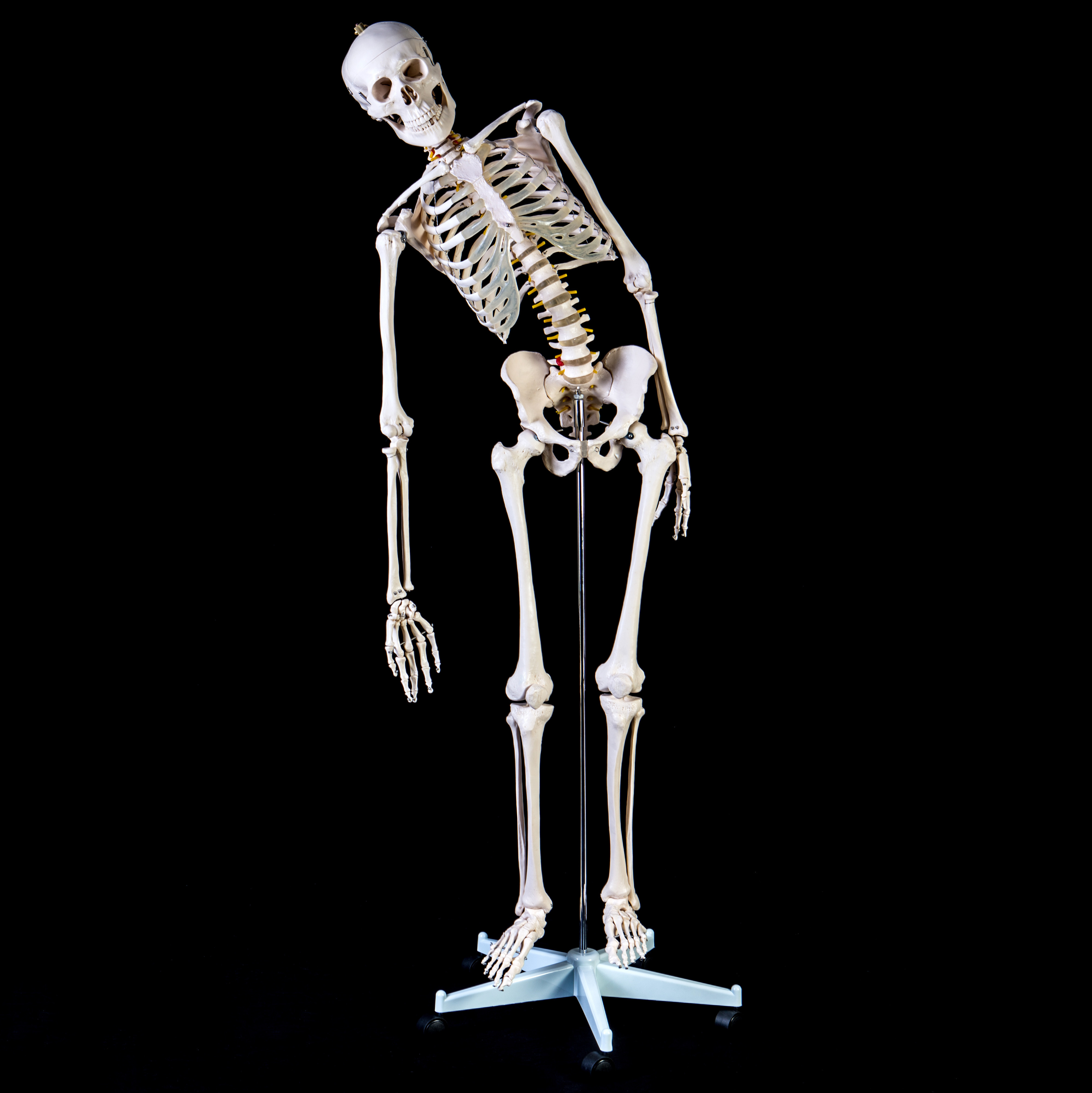 Advanced 180cm Tall LifeSize Human Anatomical Skeleton Model