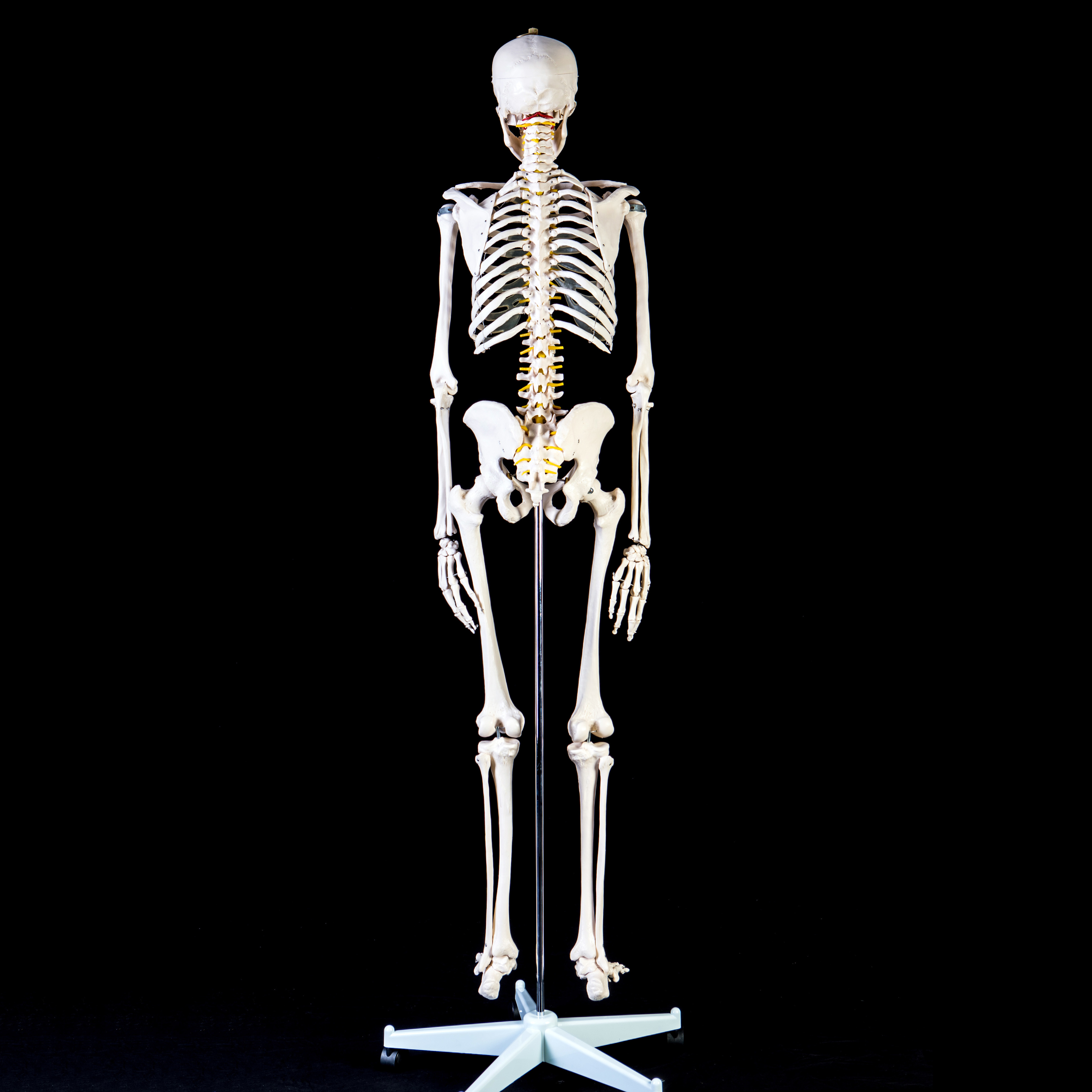 Advanced 180cm Tall LifeSize Human Anatomical Skeleton Model