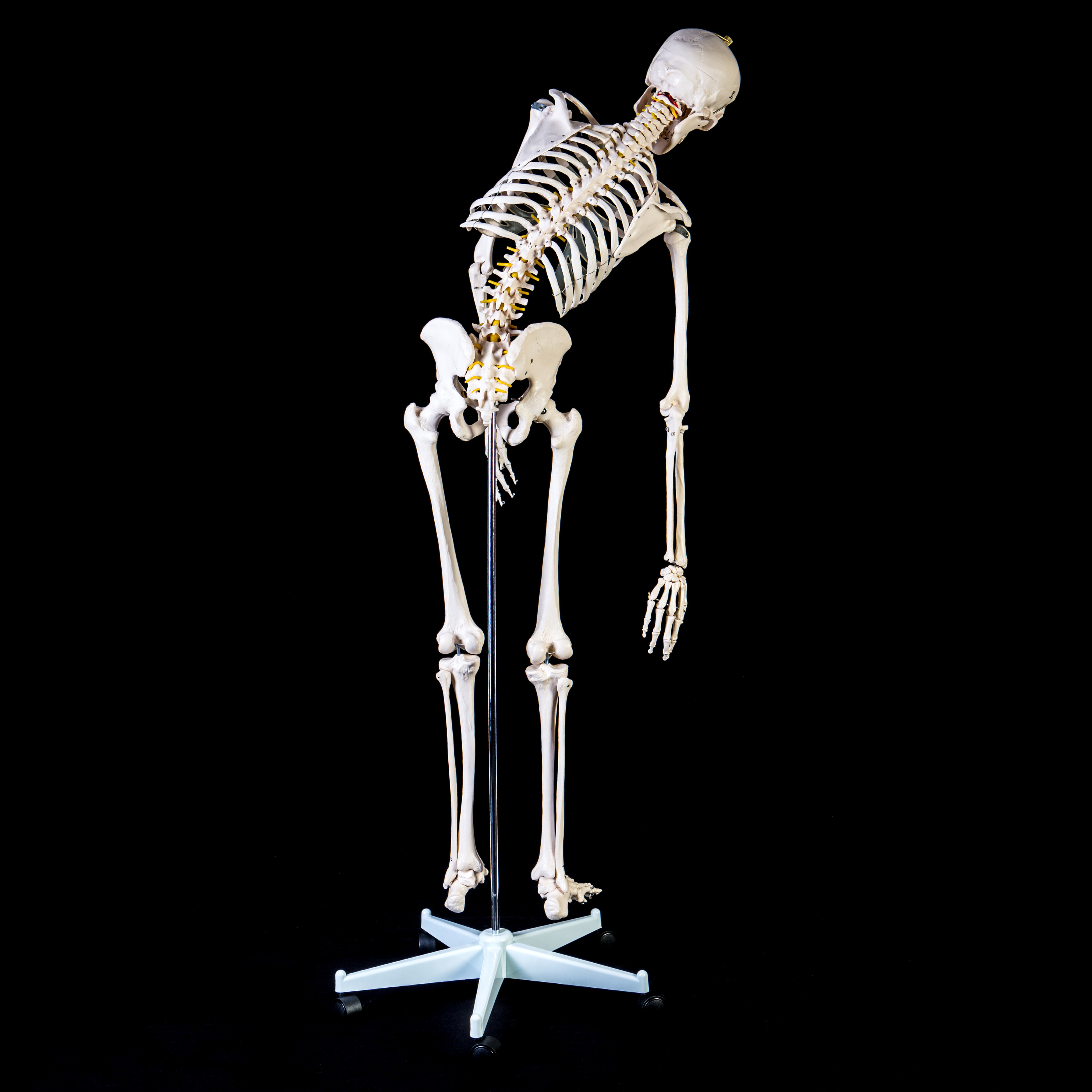 Advanced 180cm Tall LifeSize Human Anatomical Skeleton Model