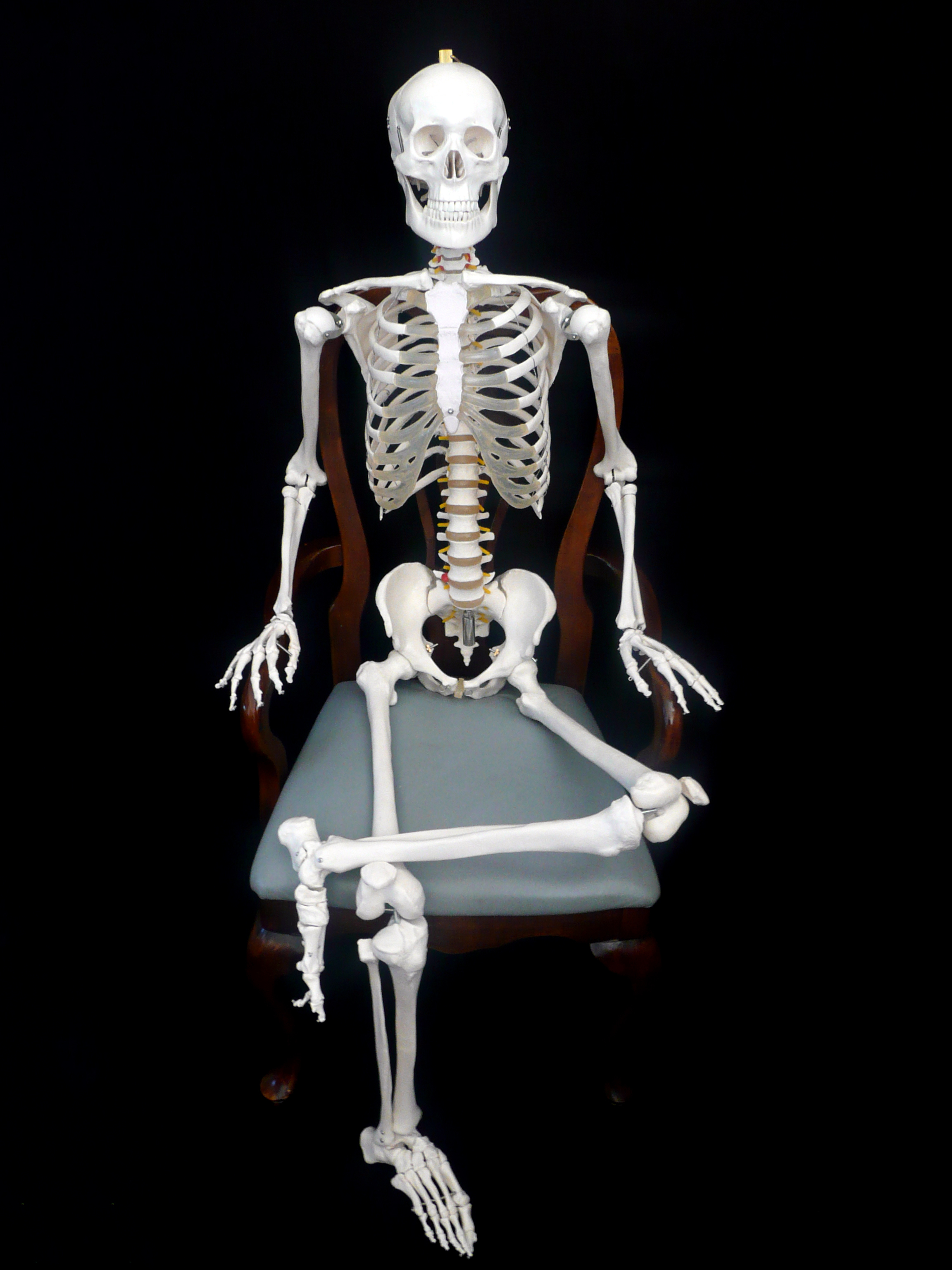 180cm-tall-life-size-human-anatomical-skeleton-model-skeleton-models