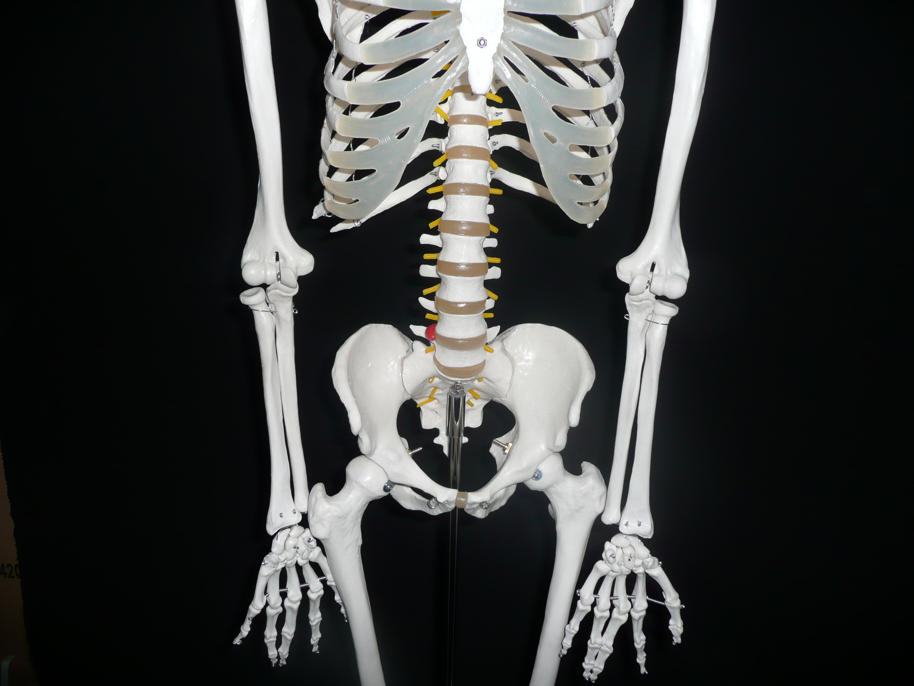 180cm Tall LifeSize Human Anatomical Skeleton Model