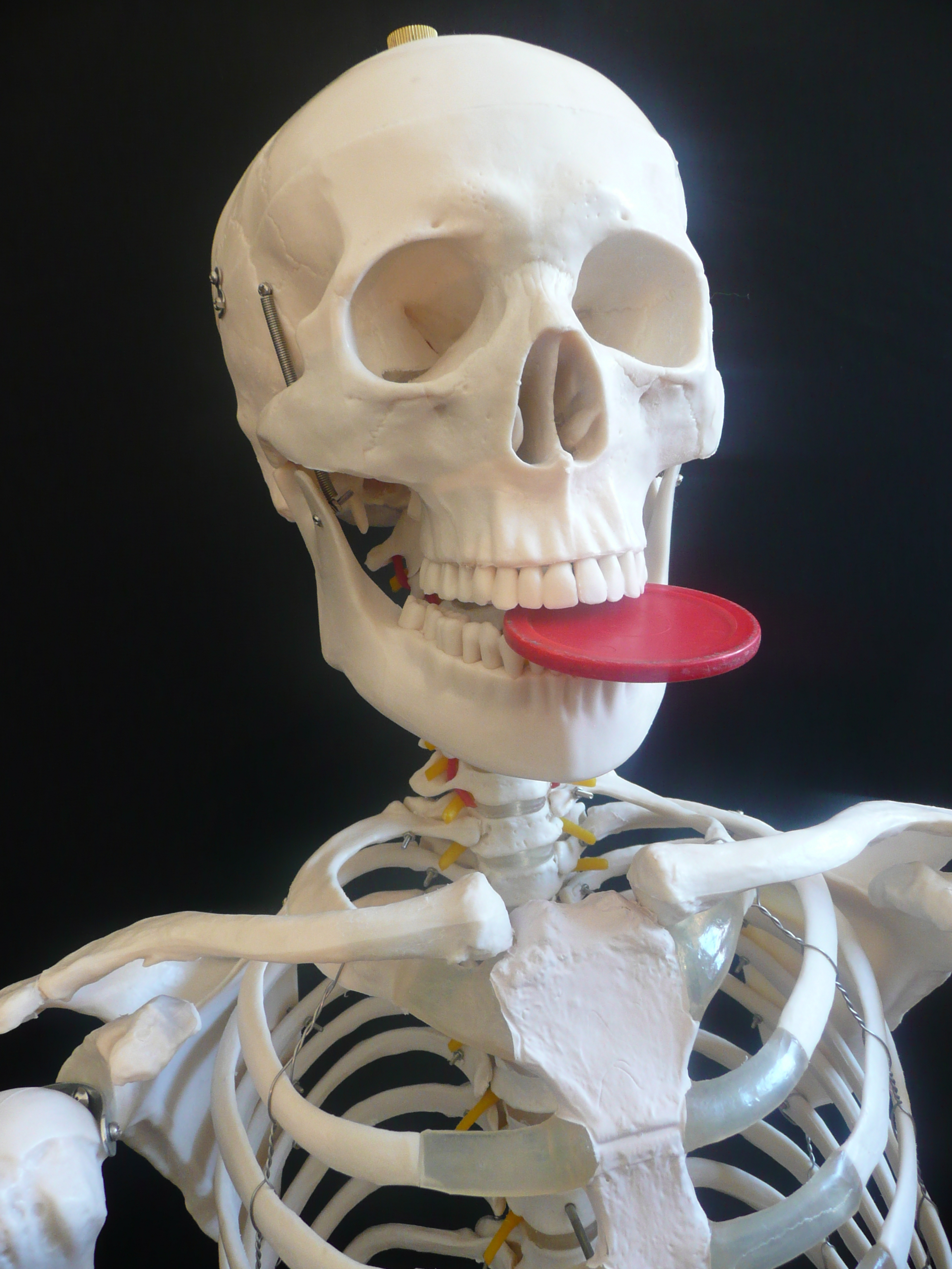 180cm Tall Life-Size Human Anatomical Skeleton Model | Skeleton Models