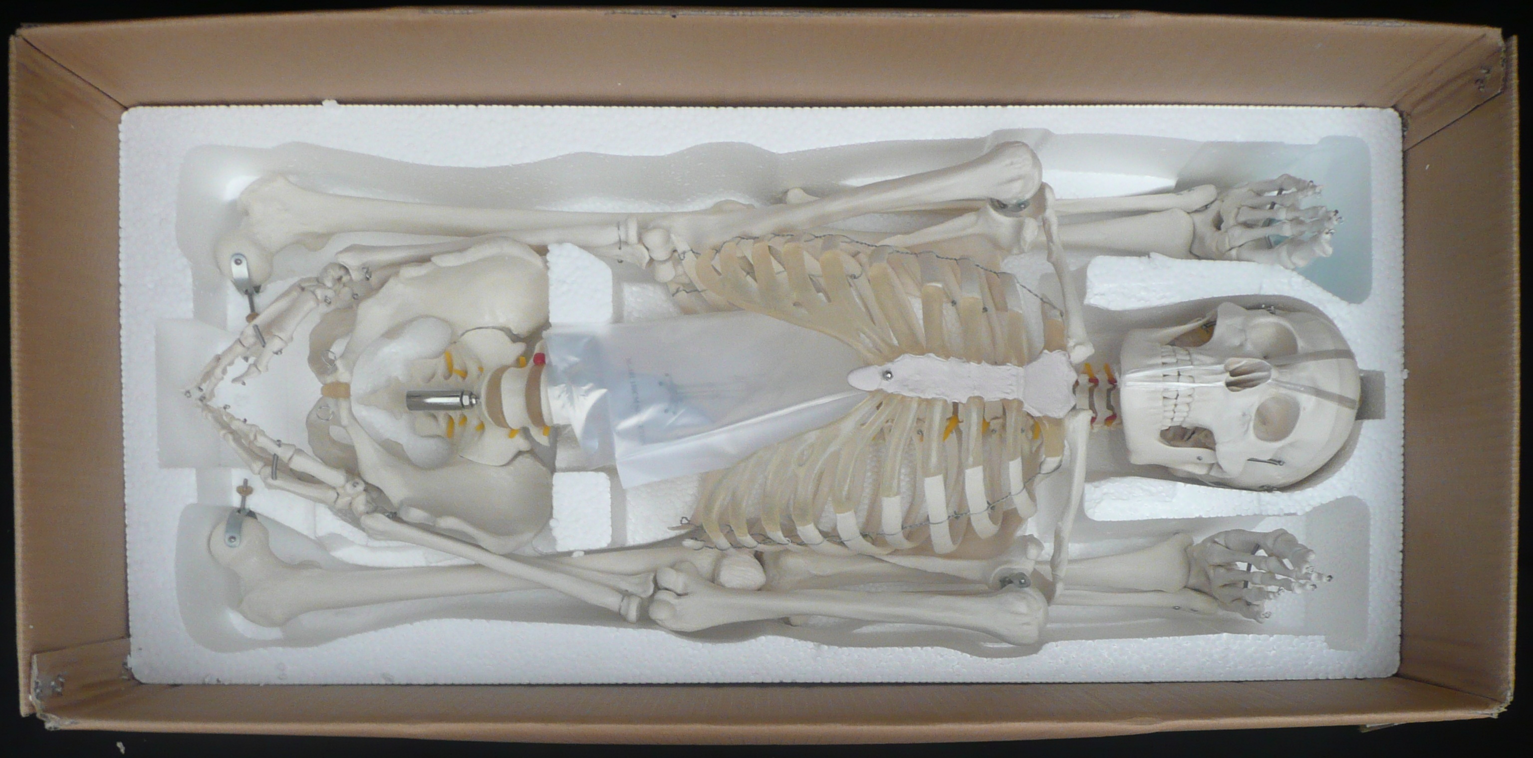 180cm Tall LifeSize Human Anatomical Skeleton Model Skeleton Models