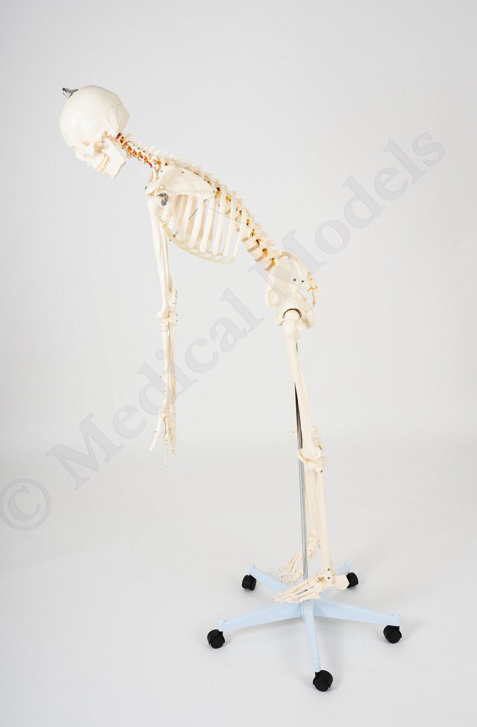 Advanced 180cm Tall Life-Size Human Anatomical Skeleton Model