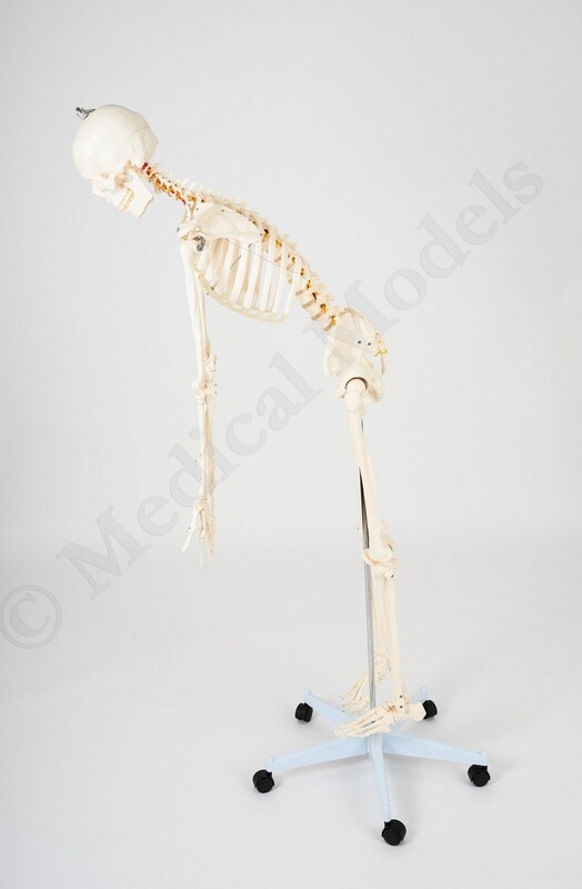 Advanced 180cm Tall Life-Size Human Anatomical Skeleton Model