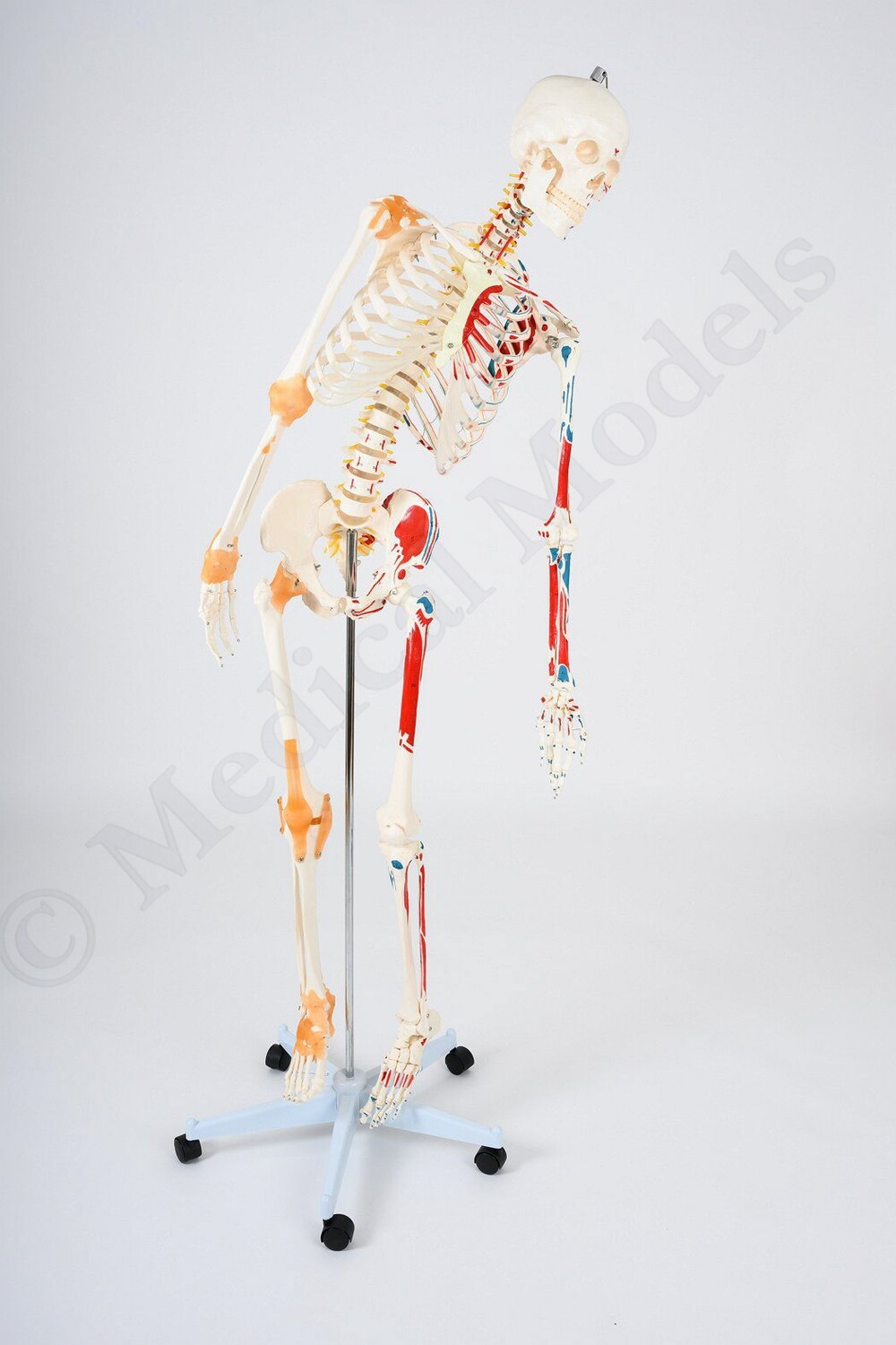 Advanced Flexible 180cm Tall Human Anatomical Skeleton with Ligaments &amp; Painted Muscles