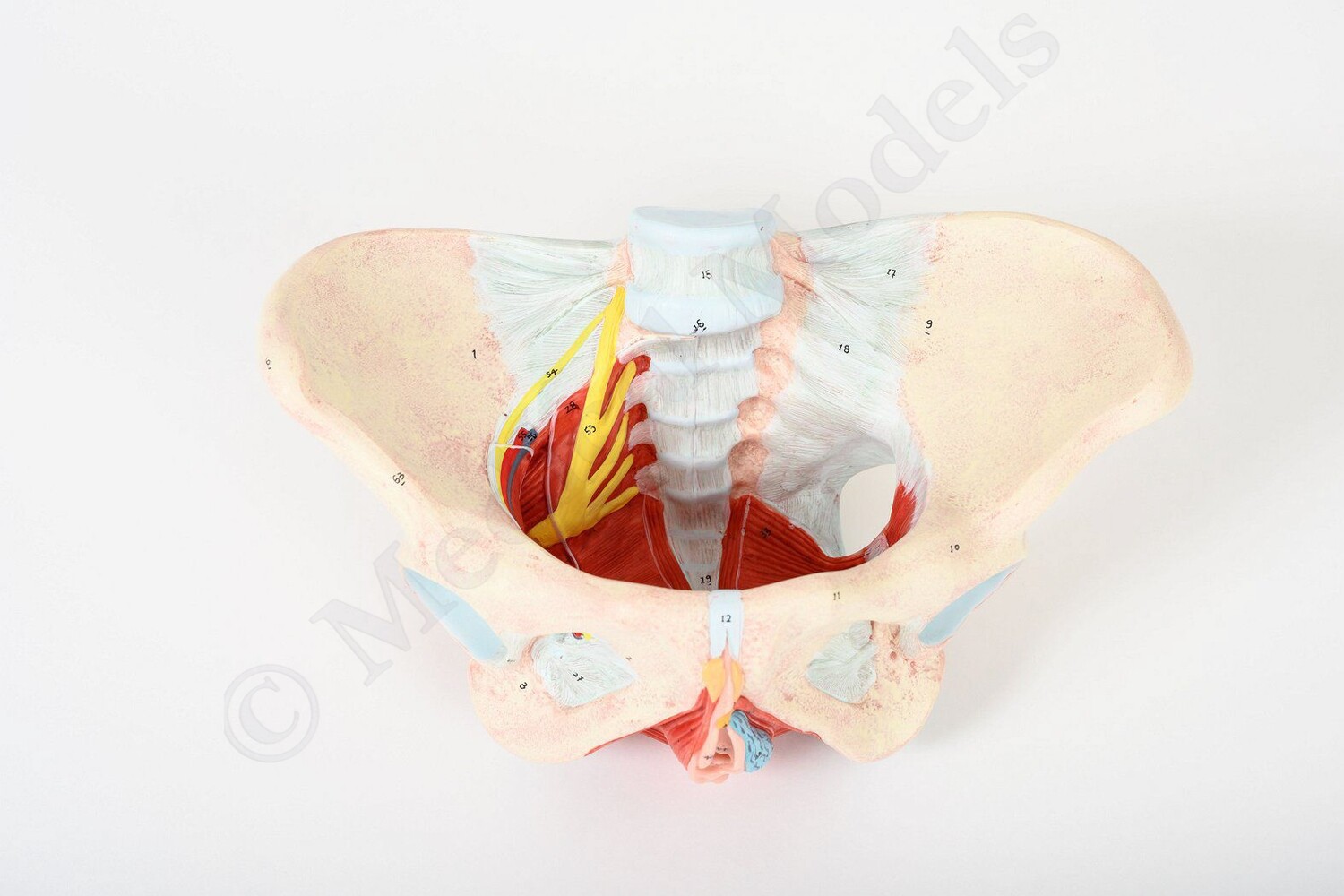 Female Pelvis Floor with Muscles, Ligaments and Nerves Anatomical Model