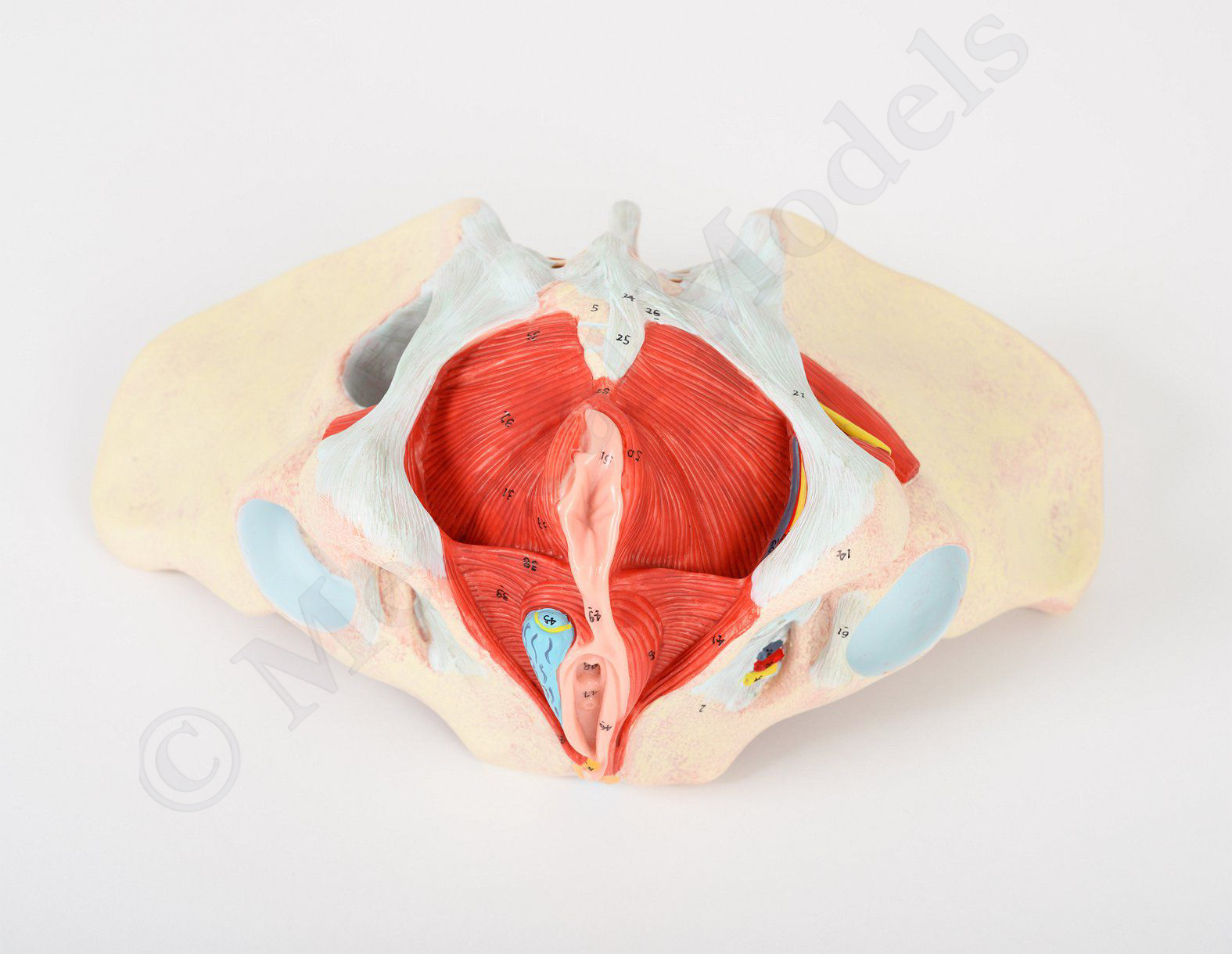 Female Pelvis Floor with Muscles, Ligaments and Nerves Anatomical Model