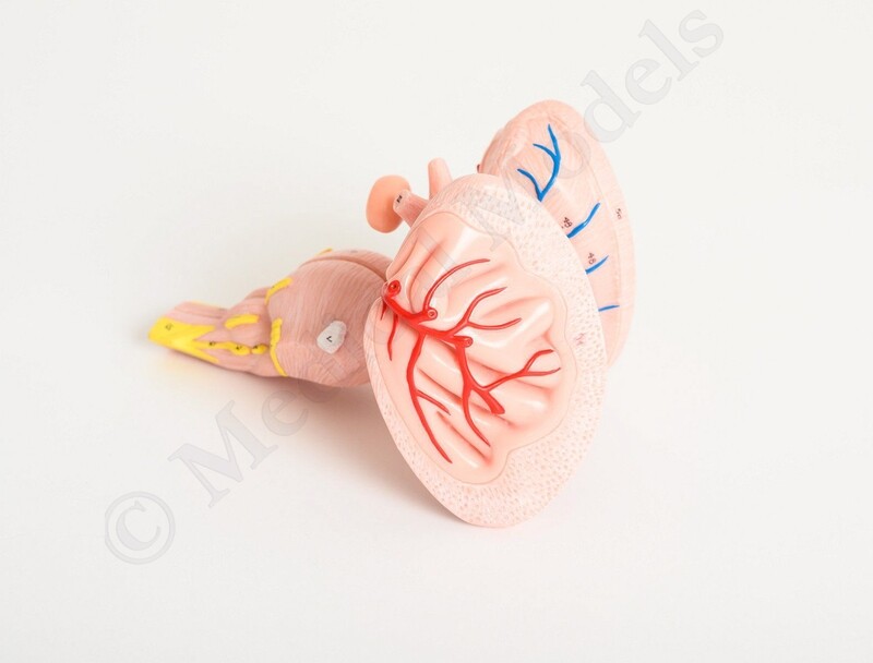 Axis Enlarged Brain Stem Anatomy Model
