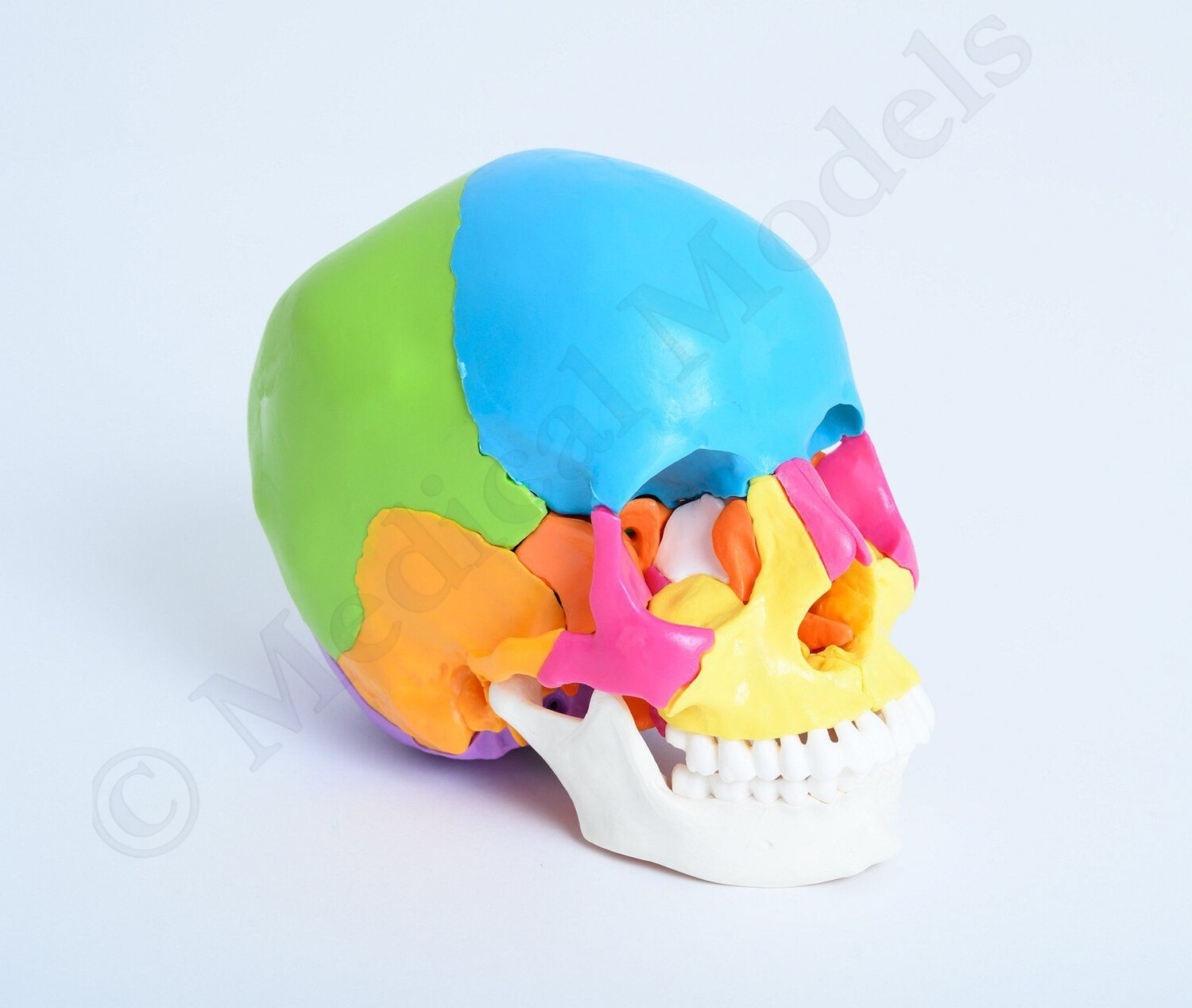 Didactic Osteopathic Anatomical Skull Model 22 Part