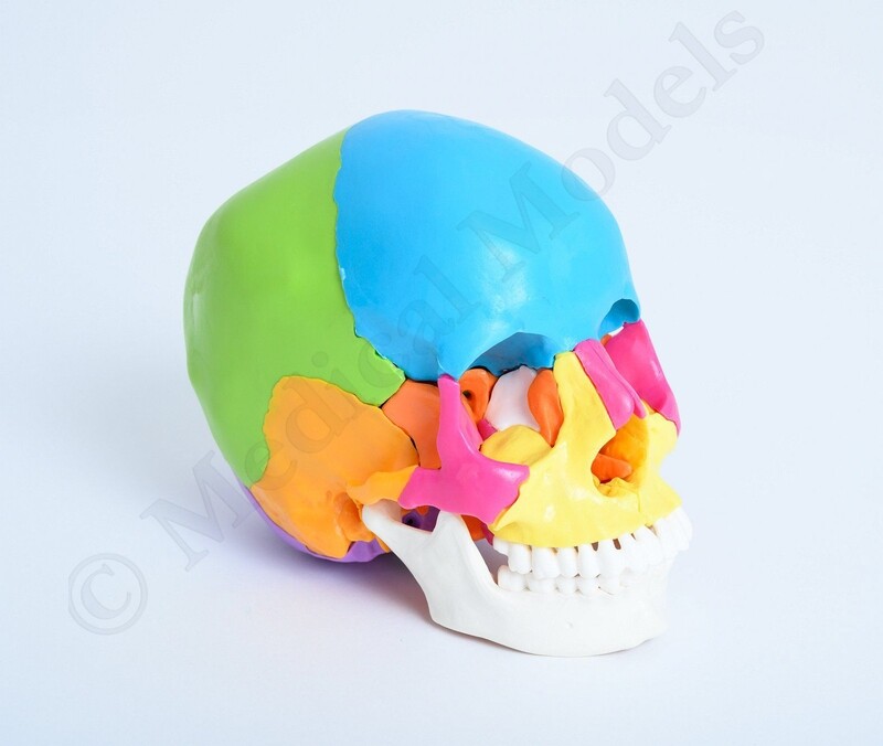Didactic Osteopathic Anatomical Skull Model 22 Part