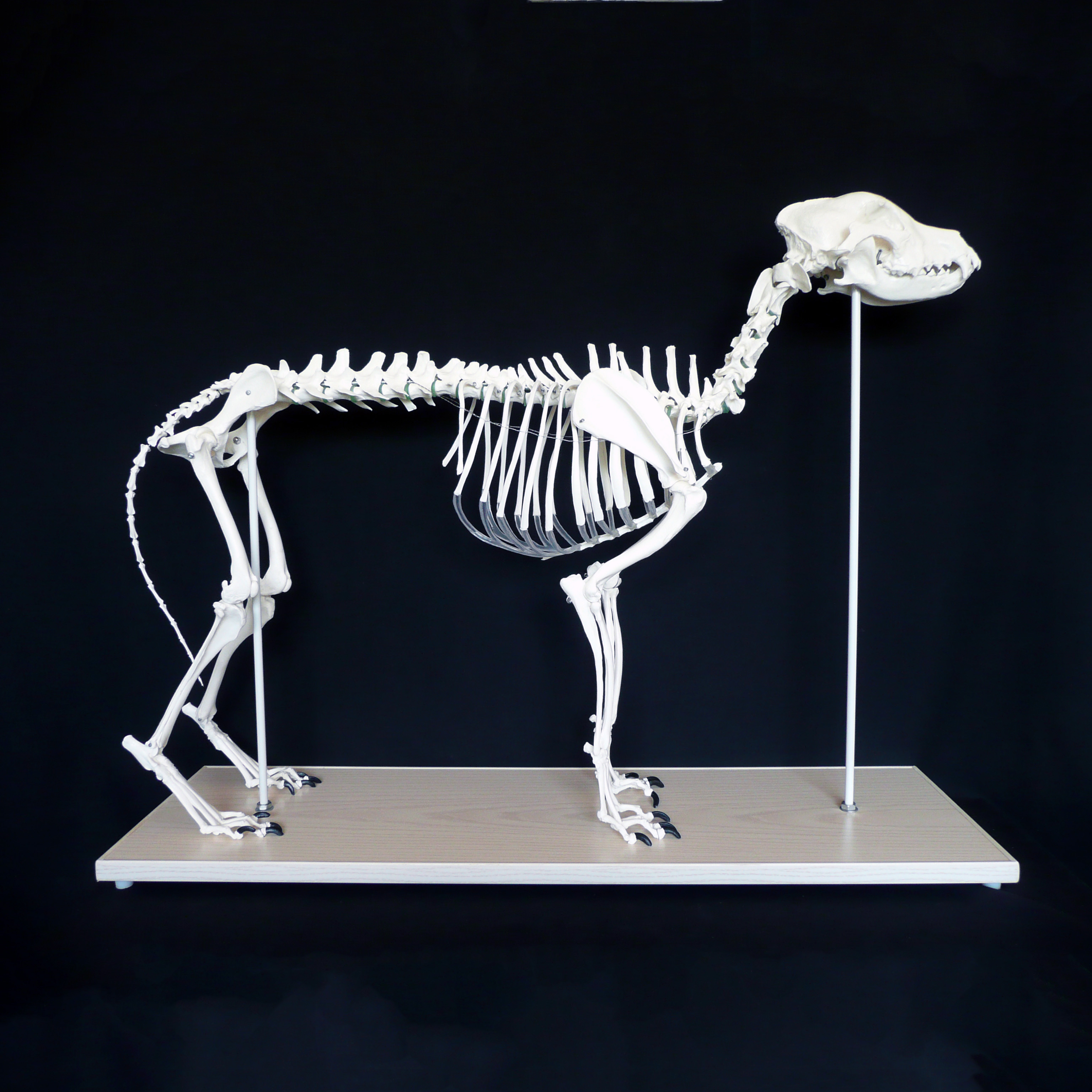 Anatomical Advanced Large Canine/Dog Skeleton Model Animal Models