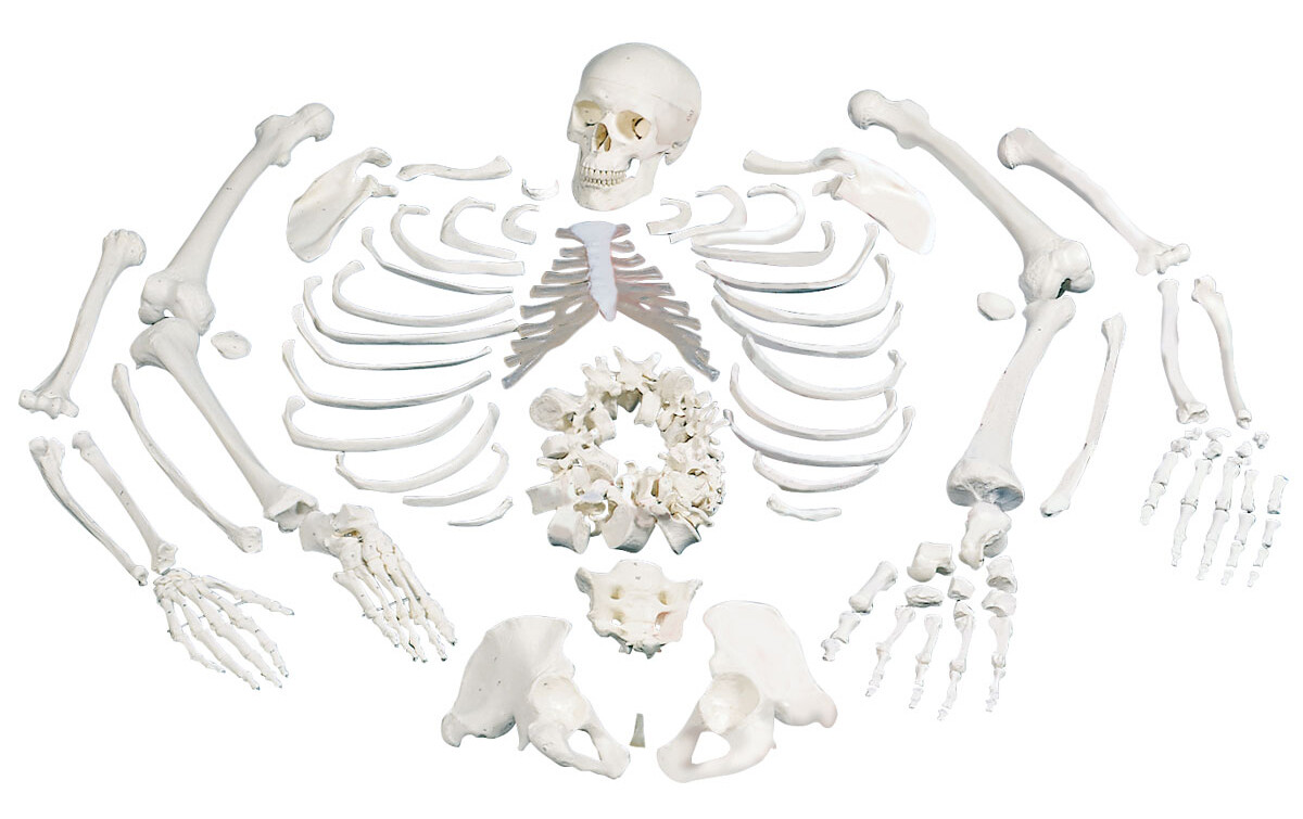 Human Bone Anatomy Chart - Human Bones Anatomy Anatomy Bones Human