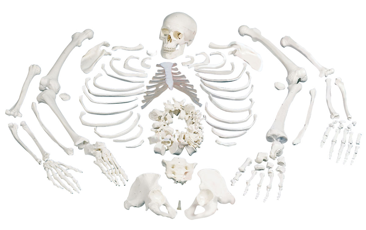 Loose bones. Модель скелета. Макет скелета. Скелет для моделирования. Разобранный скелет.