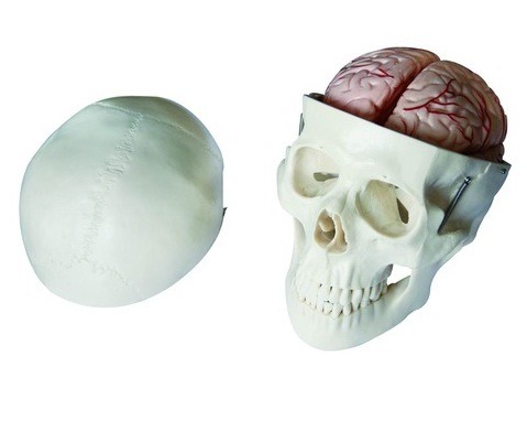 Advanced Anatomical Human Skull with Brain Model