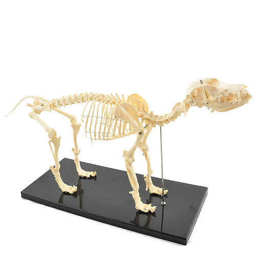 Anatomical Canine/Dog Skeleton Model