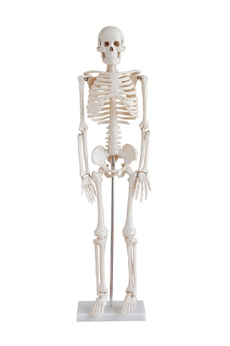 85cm Tall Human Anatomical Skeleton Model