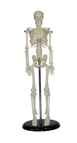 Anatomical Human 45cm Tall Skeleton Model