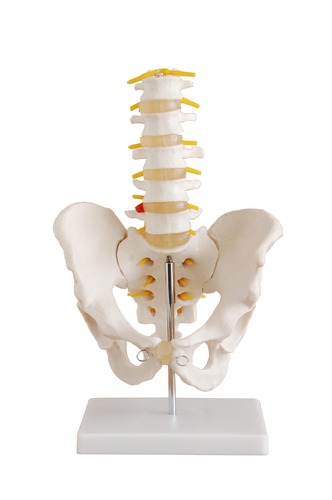 Anatomical Human Life-Size Male Pelvis with Lumbar Vertebrae Model