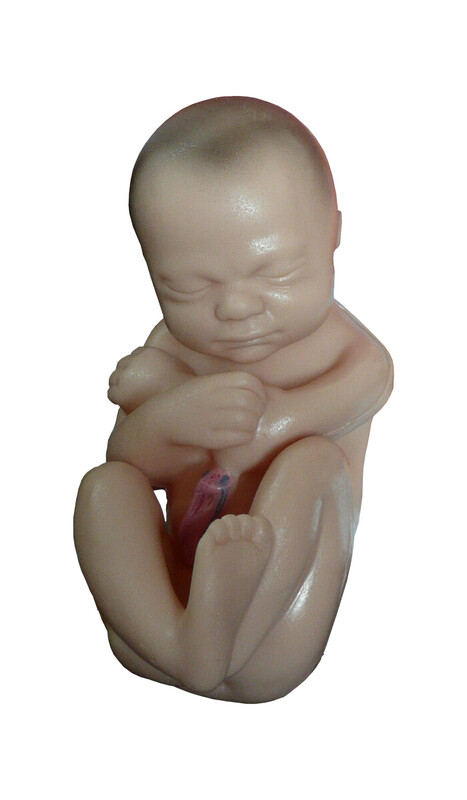 Expandable Female Pelvis Model with Newborn Baby